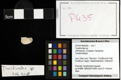 Foto (Objekt + Etiketten) von Tanidromites sp. 